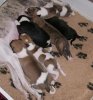 pups_at_milk_bar16_days.jpg