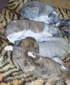 5w_sleep1.webp