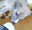 5w_toe.webp