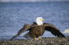 bald_eagle_T4989.jpg