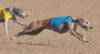 K9_Coursing__Chickasha_003.jpg