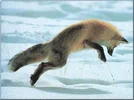 fox1.webp