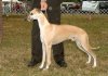 K9_Thunder_Canfield_OH_BOS_3_Aug_07.jpg