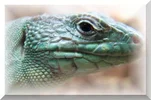 Lacerta_lepida_thumb_0141.webp