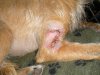 scrumpy_cut_leg_009.jpg