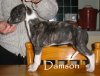 Damson_7wks__Small_.JPG