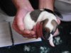 pups_2_week_006.JPG