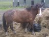 horsemay2009_005.jpg