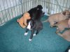 pups_at_play_004.jpg