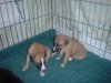 pups_at_26_days_004.jpg