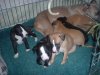 pups_at_26_days_006.jpg