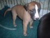 pups_at_26_days_010.jpg