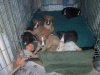 pups_at_5_to_6_weeks_001.jpg