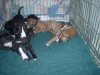 pups_at_5_to_6_weeks_003.jpg