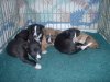 pups_at_5_to_6_weeks_007.jpg