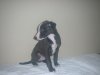 pups_at_5_to_6_weeks_022.jpg