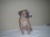 pups_at_5_to_6_weeks_025.jpg