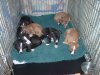 pups_at_eight_weeks_017__1_.jpg pups_at_eight_weeks_017__1_.jpg