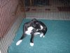 pups_at_eight_weeks_017__9_.jpg pups_at_eight_weeks_017__9_.jpg