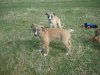pups_at_seven_weeks_015.jpg