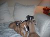 pups_at_eight_weeks_017__21_.jpg