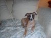 pups_at_eight_weeks_017__24_.jpg