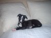 Ramona_at_nine_weeks_002.jpg