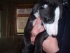 pups_at_eight_weeks_017__20_.jpg