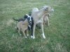 pups_at_seven_weeks_013.jpg