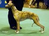 mojo_crufts_2005.jpg