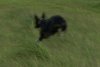 Tess_running_scotland.JPG