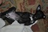 puppies_035.JPG