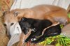 puppies_003.JPG