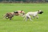 lurchers_at_shirebrook.jpg