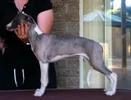 puppies_051__640x491_.webp