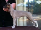 puppies_043__640x473_.webp