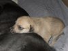 pups_016.JPG