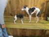 Hateley and Lucs pup going to stay with Gaye &amp; ray - SAM 014.jpg
