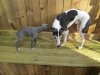 Hateley and Lucs pup going to stay with Gaye &amp; ray - SAM 020.jpg