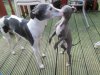 Hateley and Lucs pup going to stay with Gaye &amp; ray - SAM 033.jpg