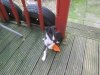 Hateley and Lucs pup going to stay with Gaye &amp; ray - SAM 060.jpg