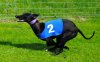 Ash wins puppy racing @ Sporting Whippet N.I. June 17th 2012 pic 2.jpg