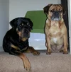 Boss &amp; Giz.webp