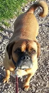 Gizmo walking 2.webp