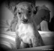 1909120_619570428117921_982776489_o.webp