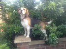 blossom on wall.webp