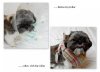 K9'S b4 and after done.jpg K9'S b4 and after done.jpg