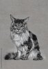 cat by Purely Pet Portraits.jpg