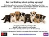 Puppies Flyer.jpg Puppies Flyer.jpg