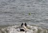 Dog friendly Norfolk beaches holidays.JPG